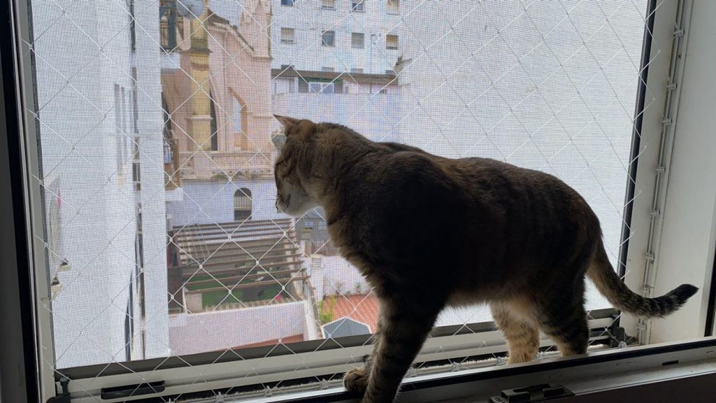 Red para gato en ventana